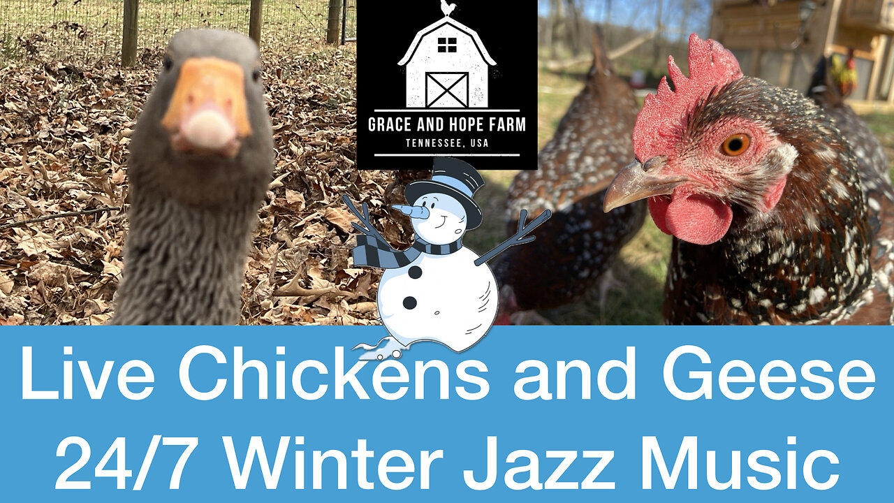 Live Chicken and Geese Cams | 24/7 Relaxing Jazz Music