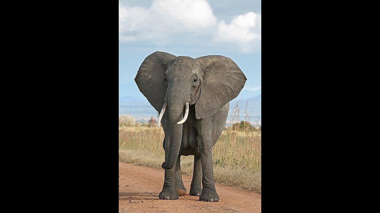 WildlifeWonder #TrunkTales #MajesticElephants #SaveOurElephants #TuskTuesday