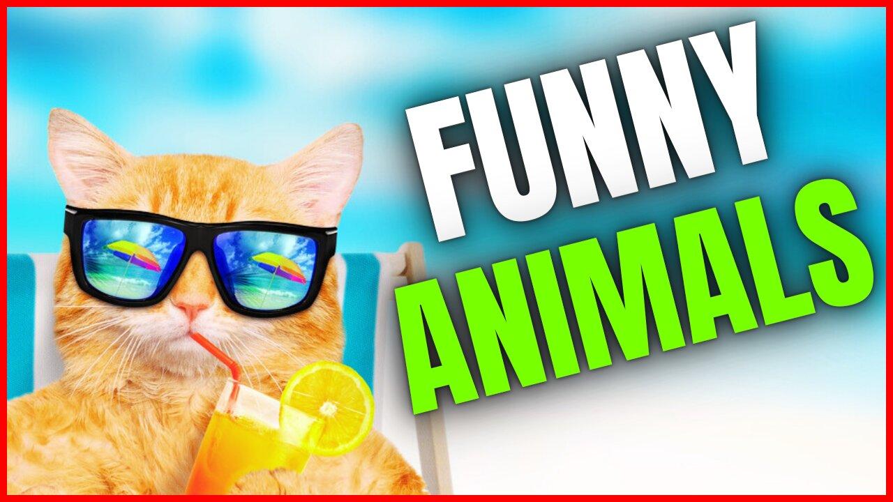 Funny animal videos | Cute animal videos | Funny dog&cat videos | Hilarious pet videos #5