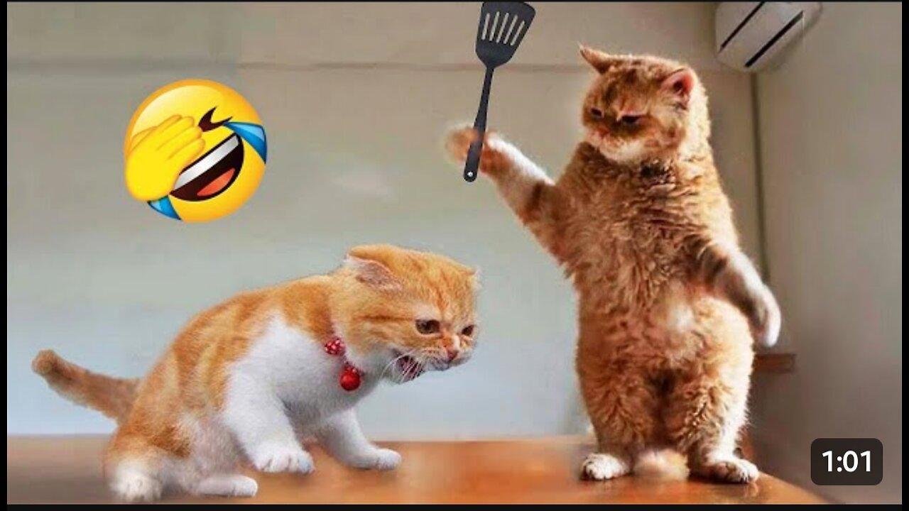 Cat 🐈 funny video full 🤣 Entertainment  Don't Try Laughing 🤣