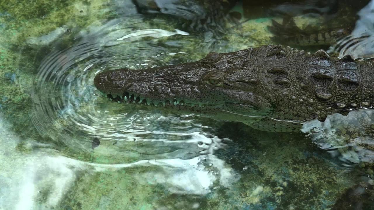 An Alligator in the Water