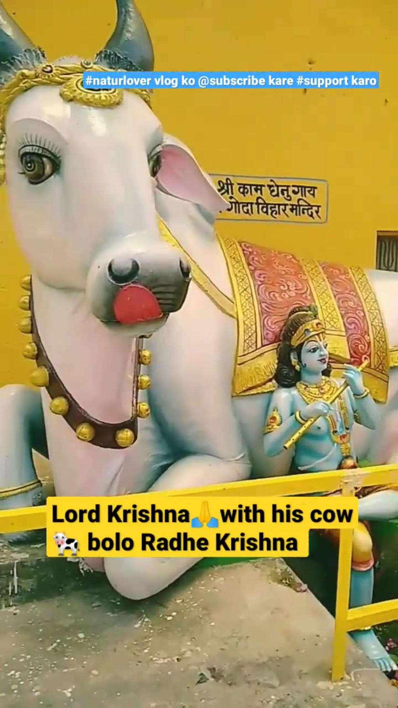 Lord Krishna con la sua mucca kamdhenu 🐄 DOCUMENTARIO La mucca celeste madre di tutte le MUCCHE.è una bovina divina descritt