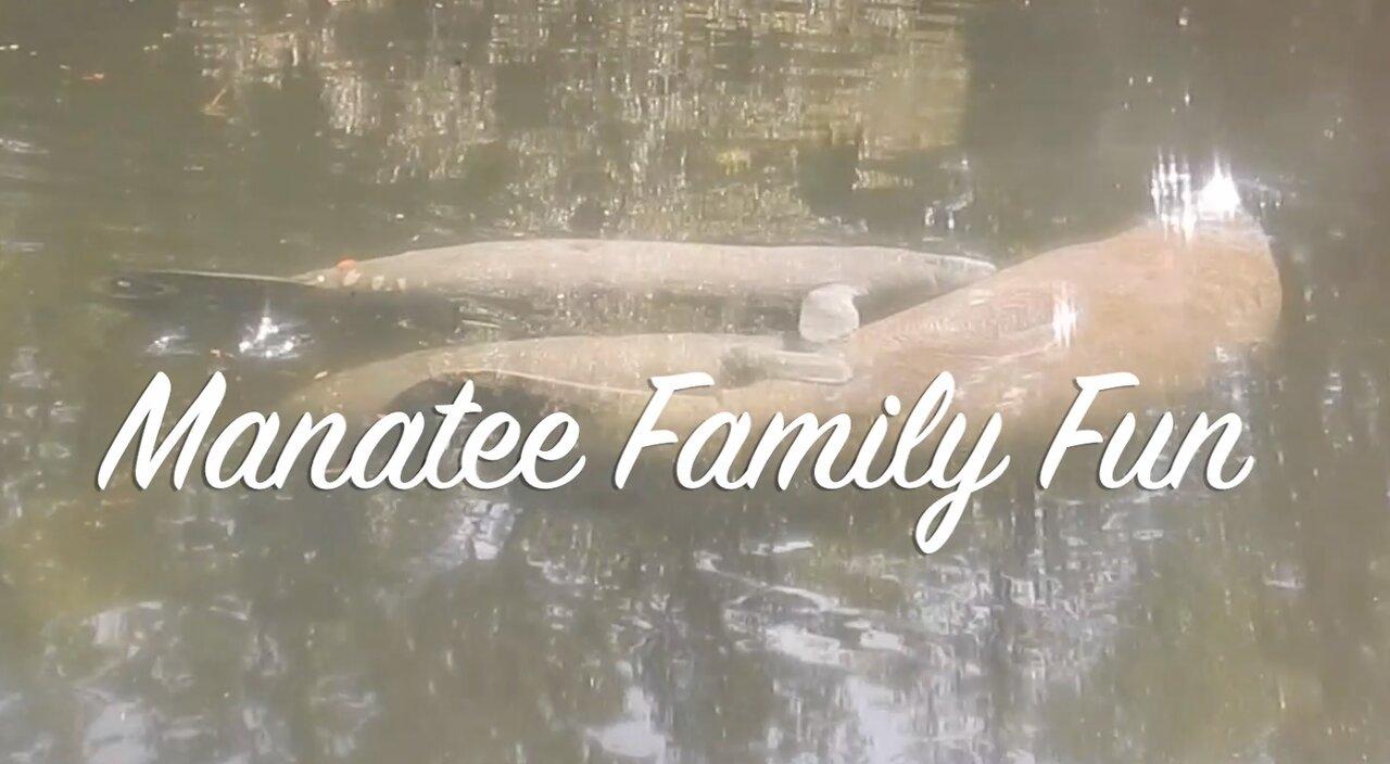 Manatee Family on the Chaz