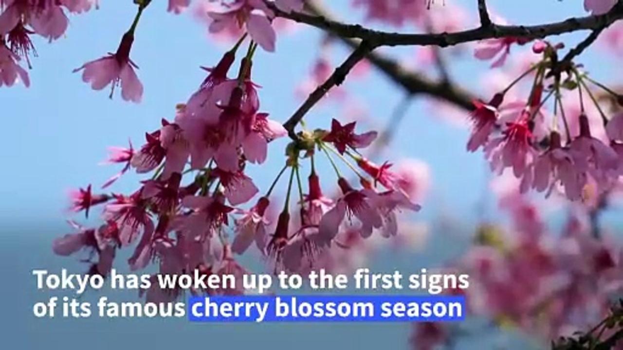 Tokyo marvels at the early blooming cherry blossoms