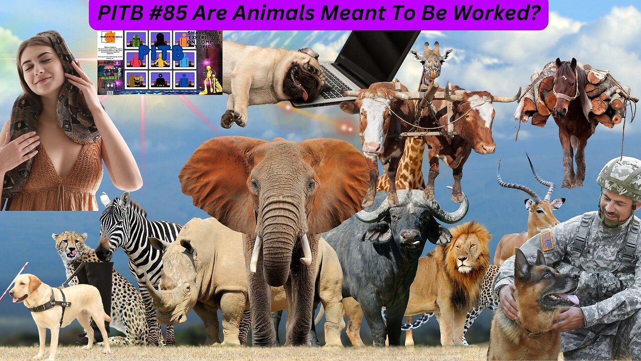 PITB ep85! Are Animals Meant To Be Worked? Let's Talk Animals!