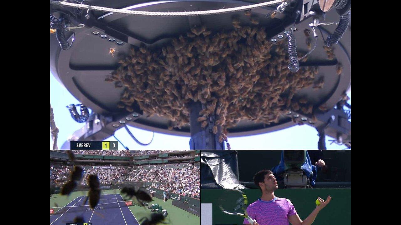 Swarm of bees interrupt a Tennis Match