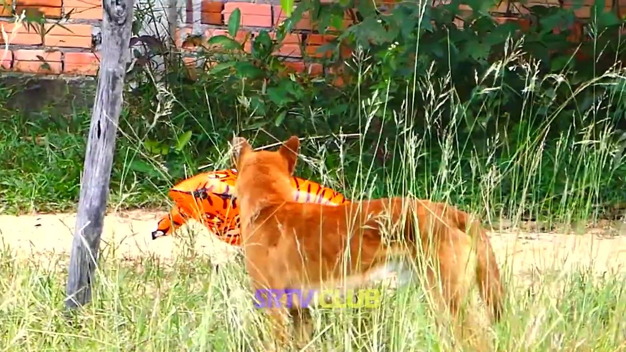 "Hilarious Reactions: Fake Tiger Vs Dog Prank - Must Watch!"