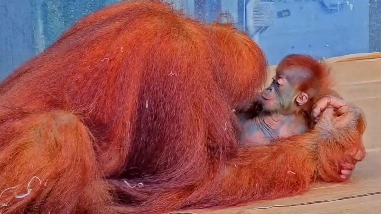Sumatran Orangutans At The Toronto Zoo
