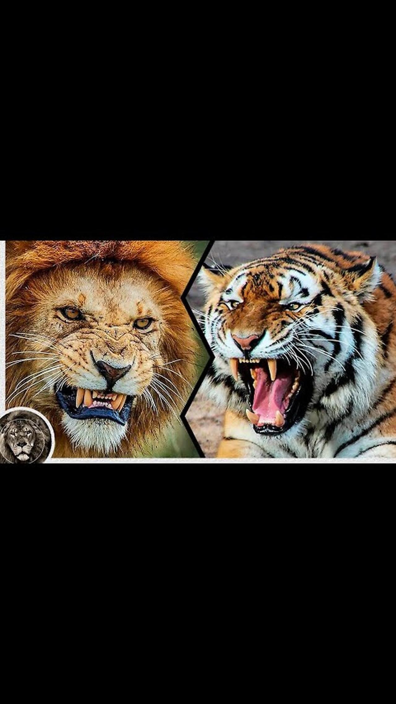 6 Tigers vs 1 Male Lion 🥲🥲