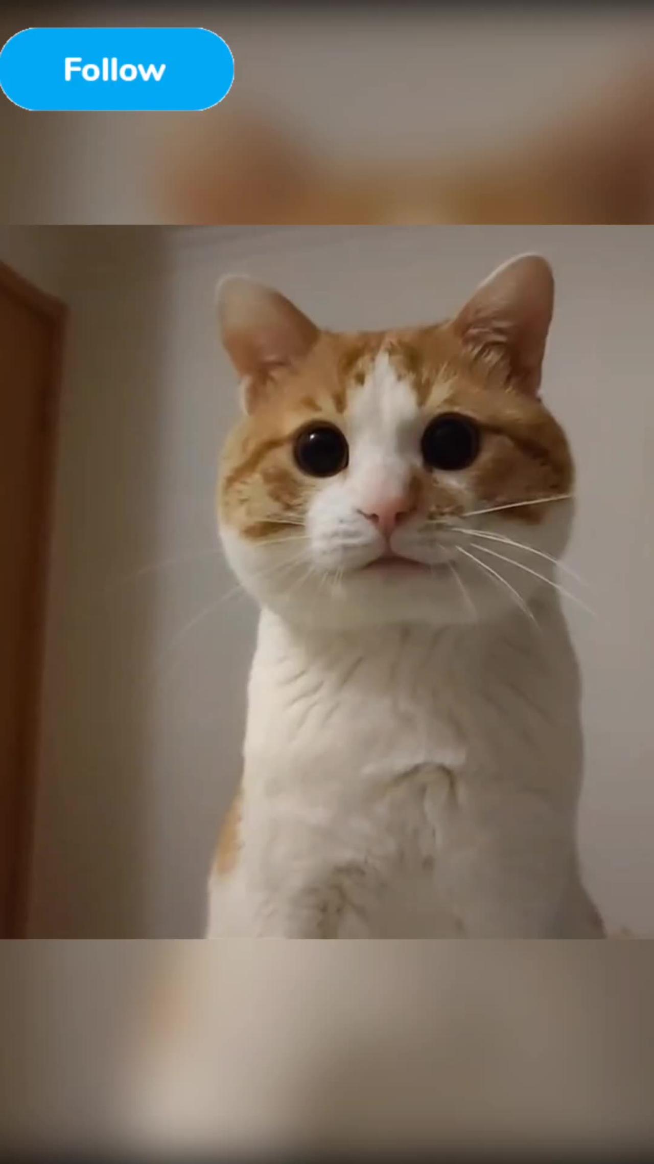 Fanny cat videos | kitty cat video | Cute cat videos | Pet Animal Video