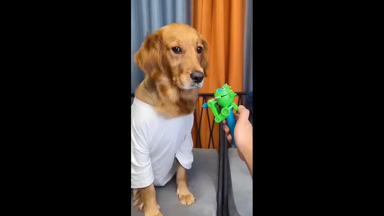 Funny Pets Videos