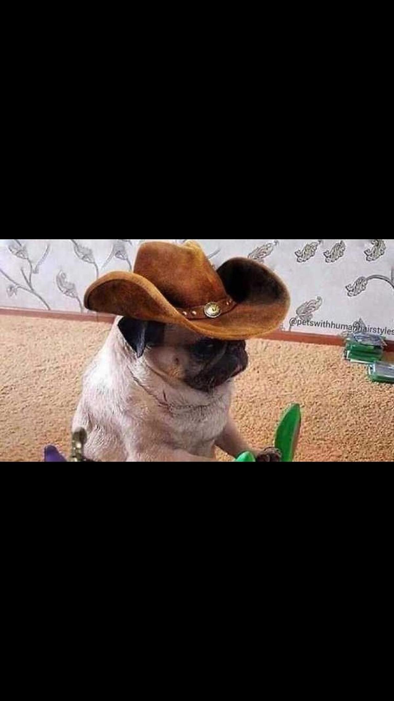 Dogs Gone Wild in the Park! One News Page VIDEO