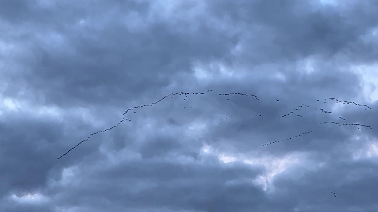 Geese Above