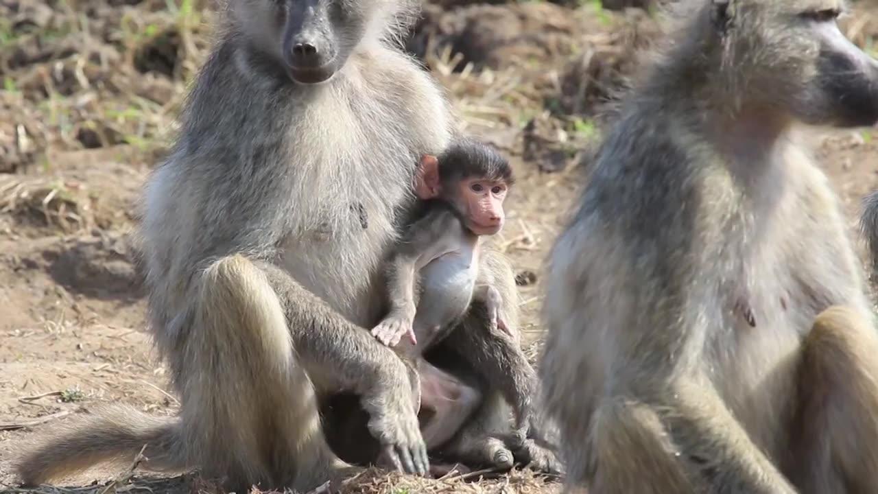 Baboon baby | Monkey | Baby and Mother love