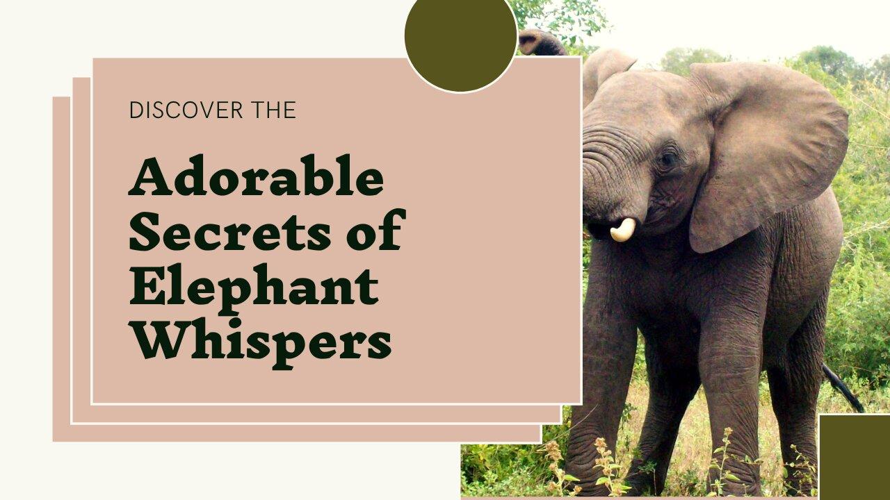 Elephant Whispers: Adorable Secrets of the Gentle Giants