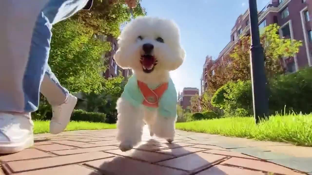 Super cute dog costume change