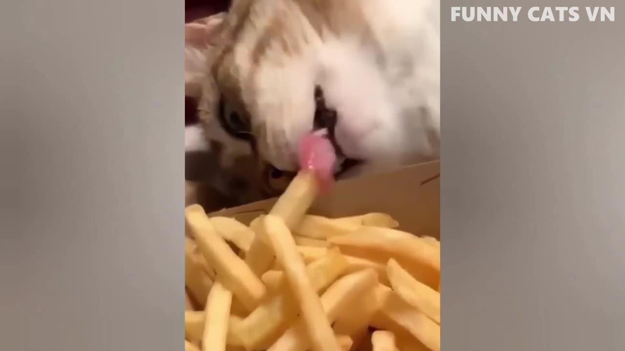 Top Hilarious Animal Clips of 2024 - The Most Amusing Videos Featuring Cats and Dogs