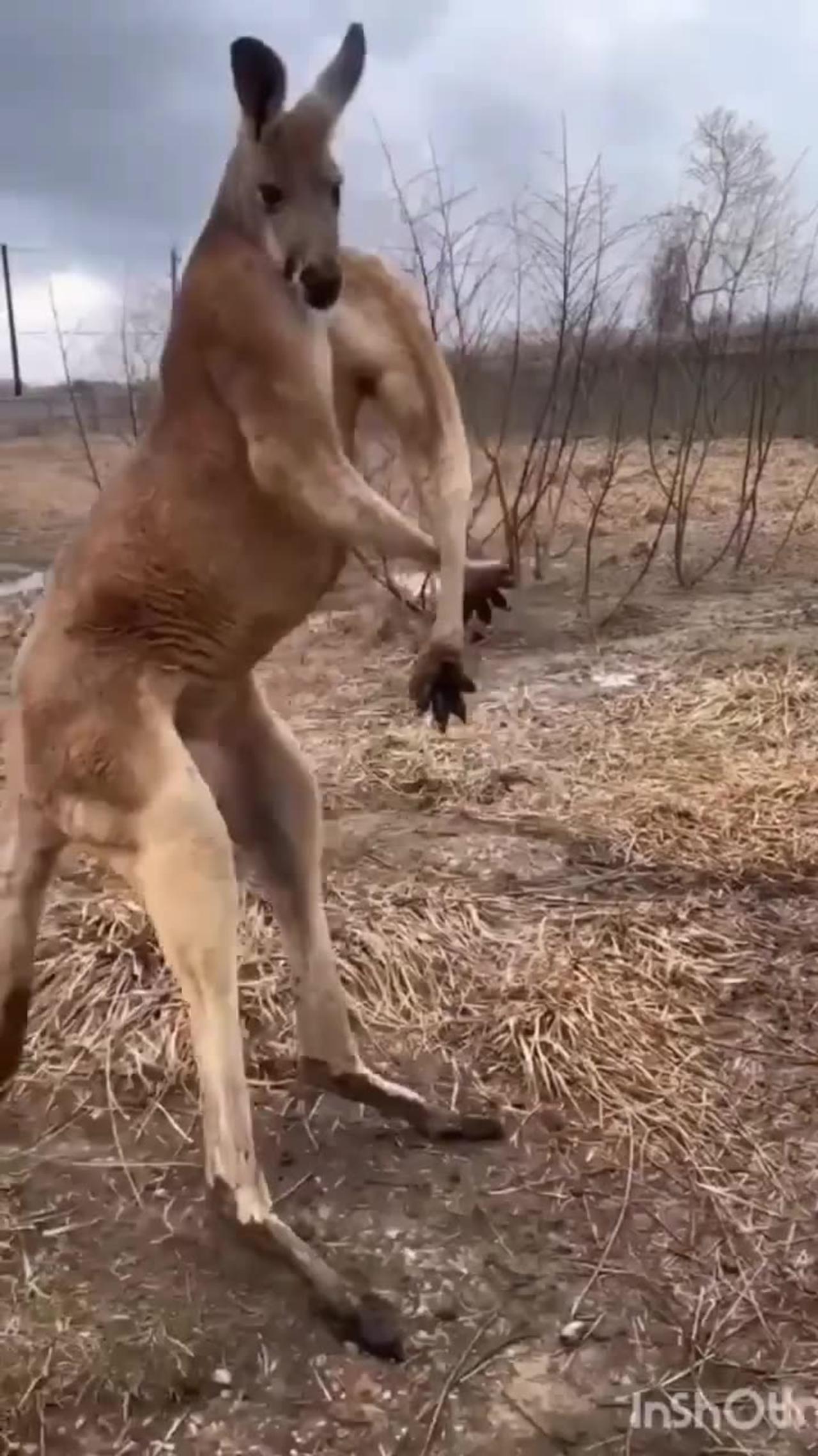 Funny animal videos 🤣🤣🤣