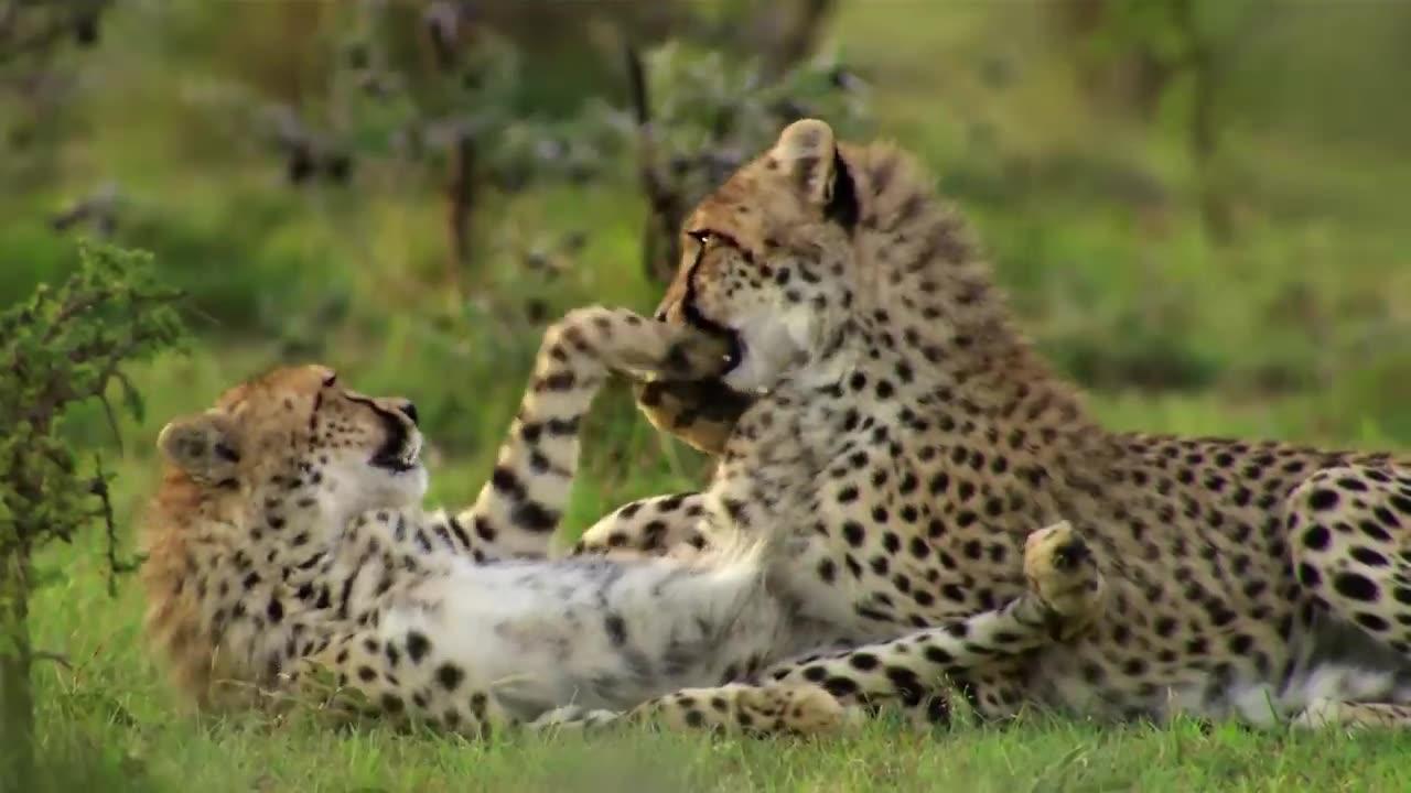 Cheetah _ Amazing Animals