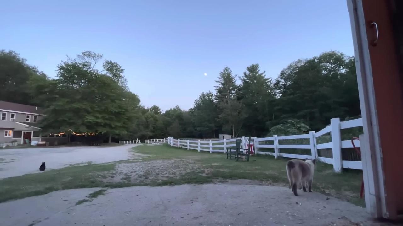 Goat kid bedtime, and a balloon arch!!