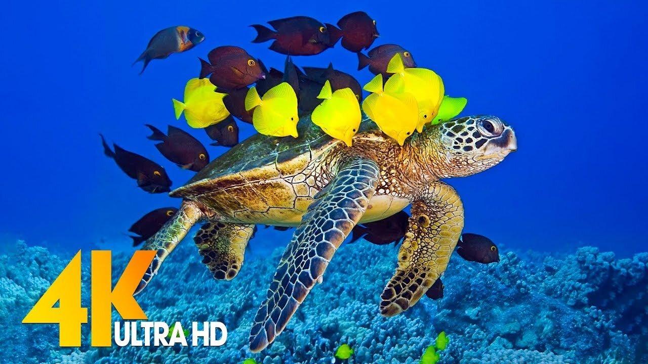 3 HRS of 4K Turtle Paradise - Undersea Nature Relaxation Film + Sleep Relax Meditation Music