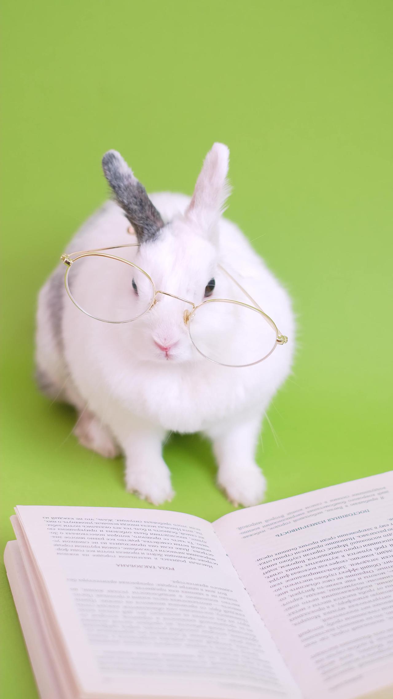 Cute Bunny With Eyeglasses