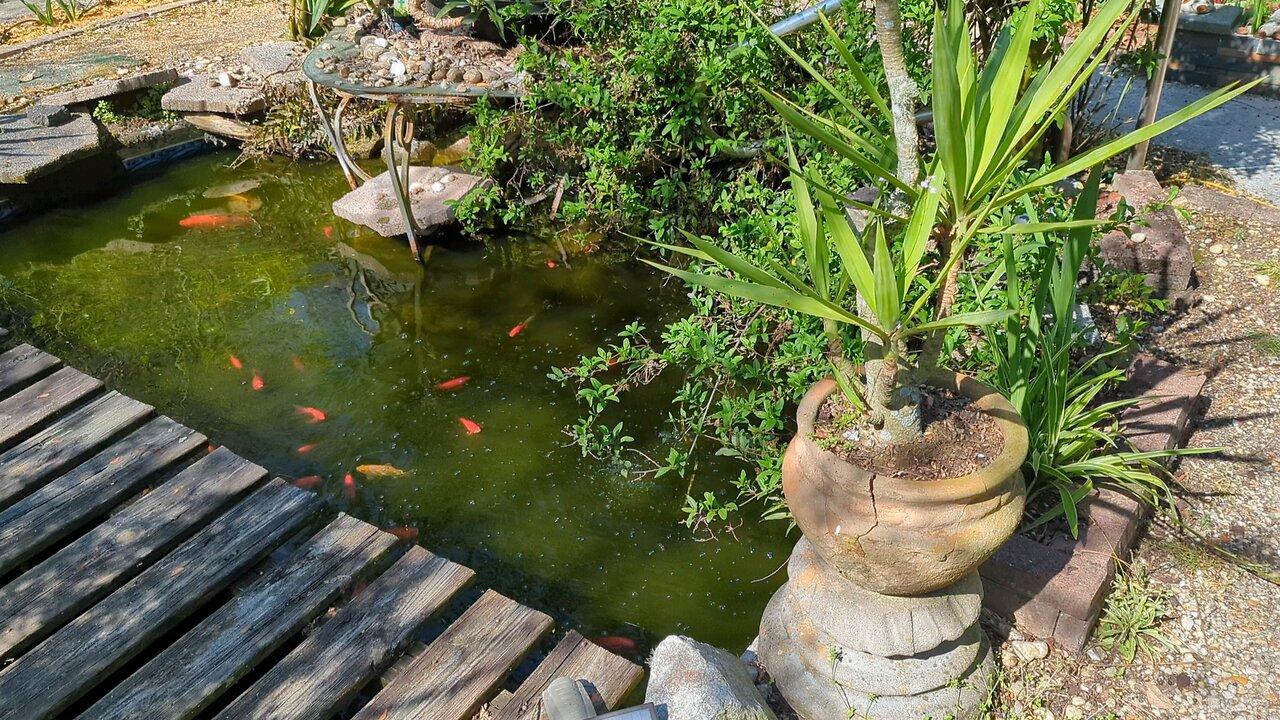 20,000 gallon Koi pond used to be a pool