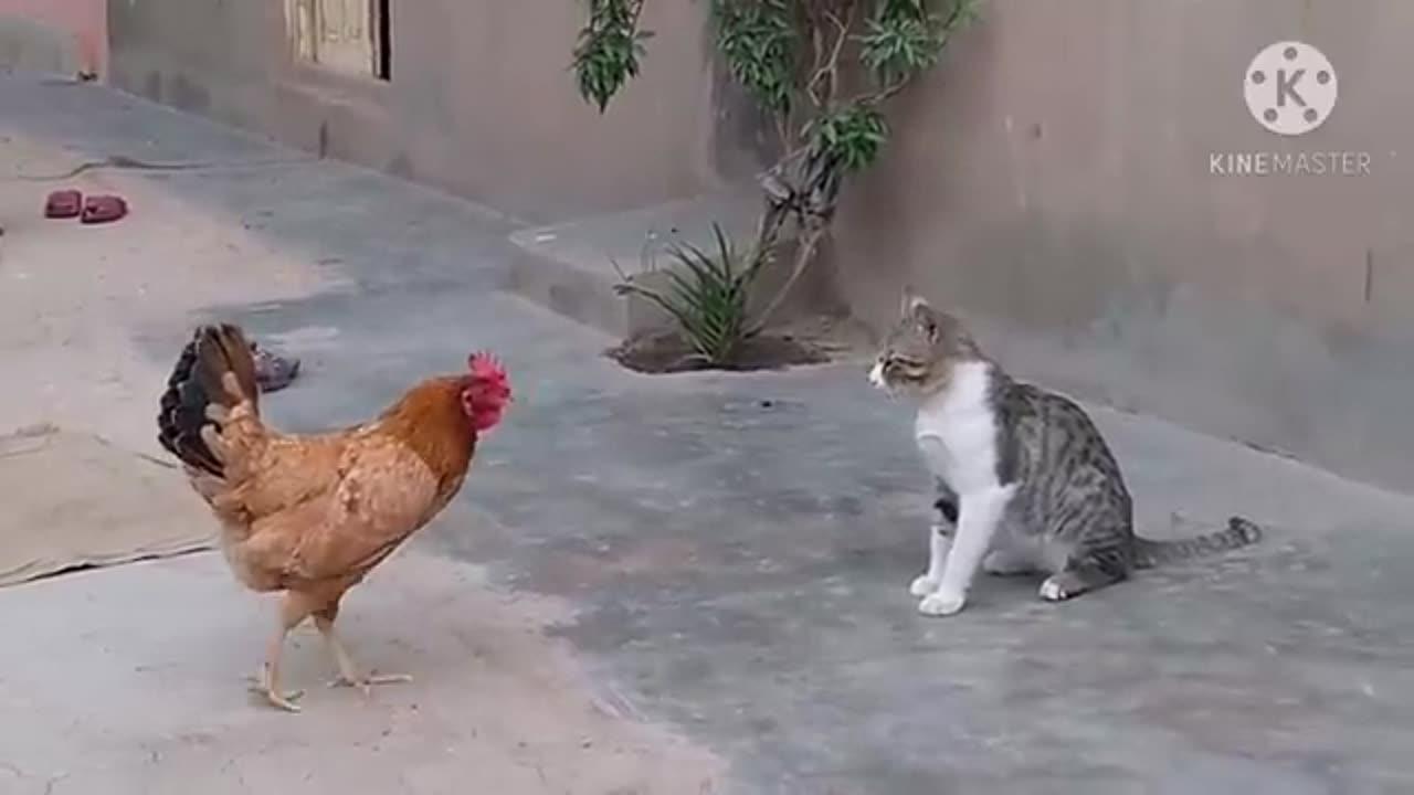 Strongest rooster 🐓  beating cat