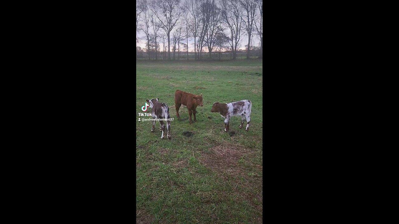 Three baby calves chilling.