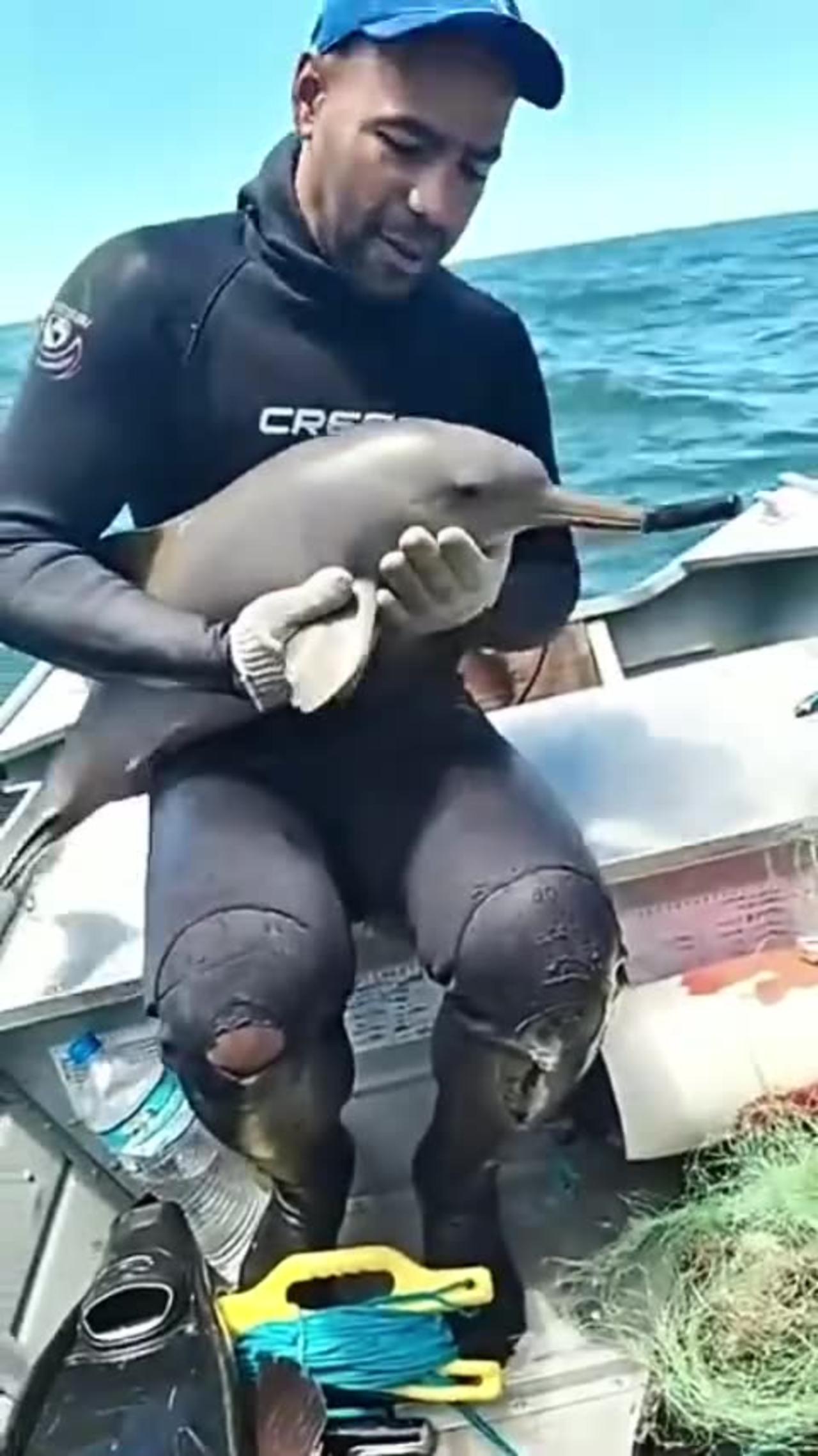 Baby Dolphin Rescued from Fishing Net in Brazil