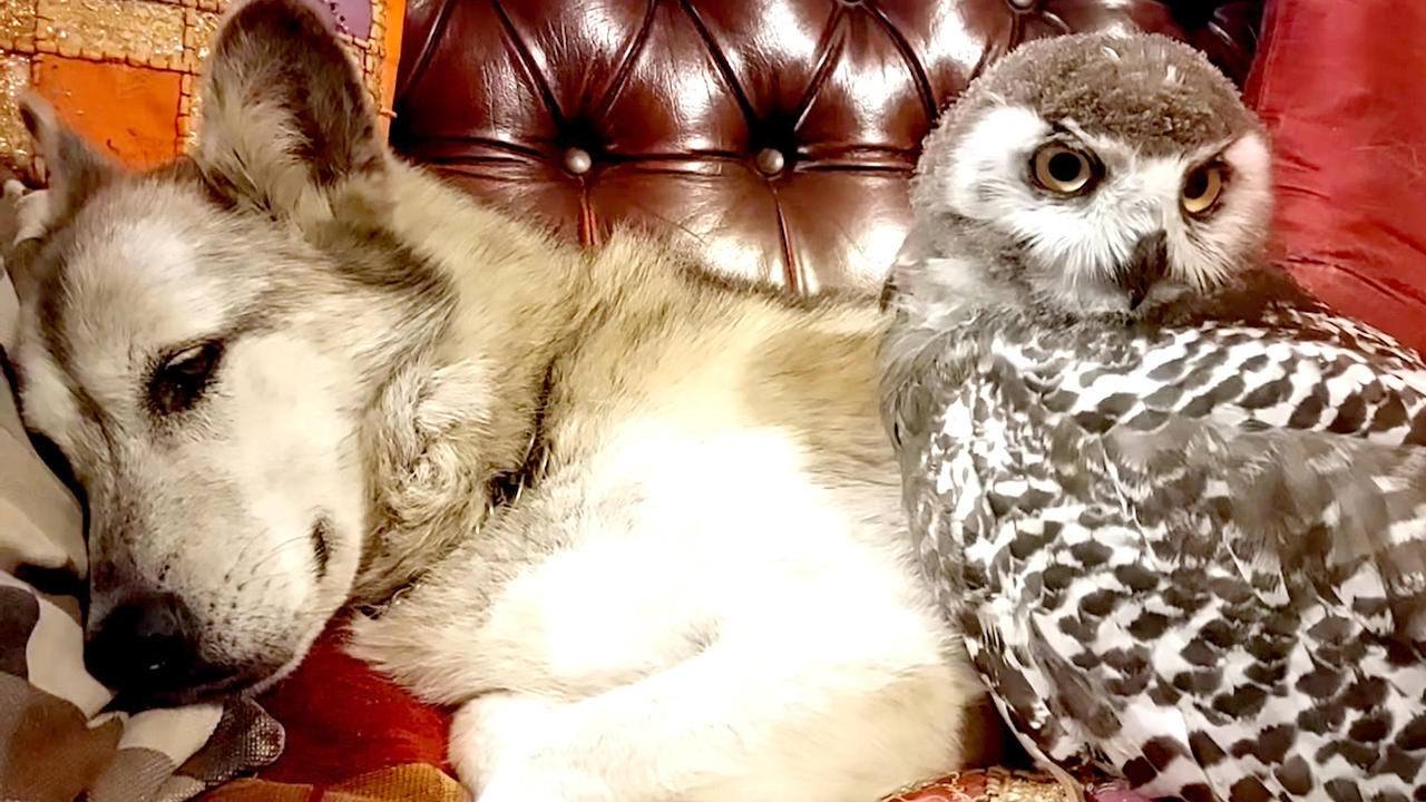 Meet Blue! The Unlikely Dog Turned Owl Dad