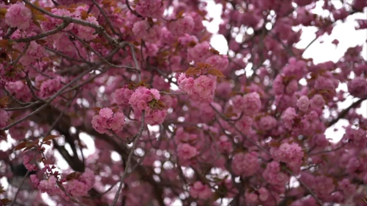 Climate Change Impacting Cherry Blossom Season Around the World