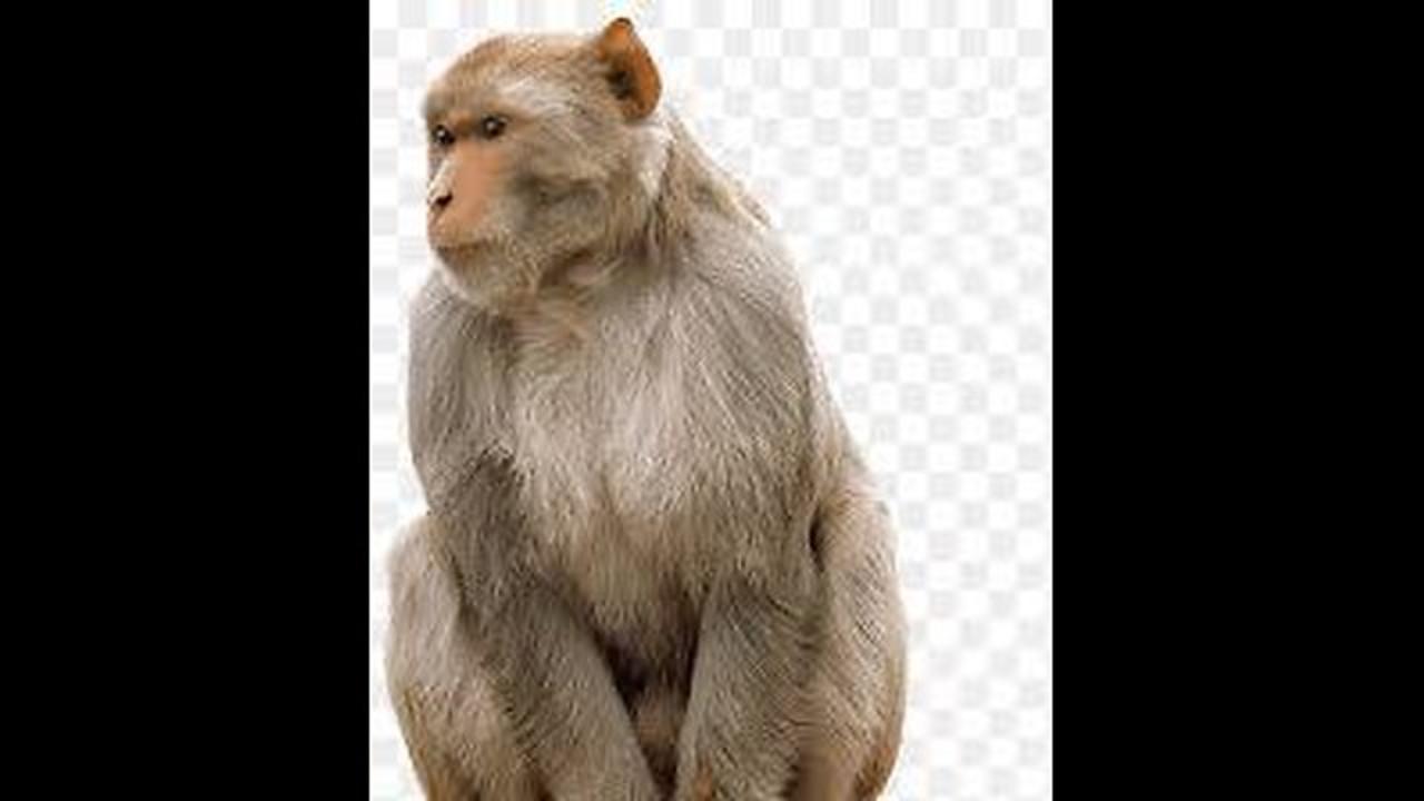 #MonkeyLove 🐵❤️ #MonkeyBusiness 🐒💼 #WildMonkeys 🌿