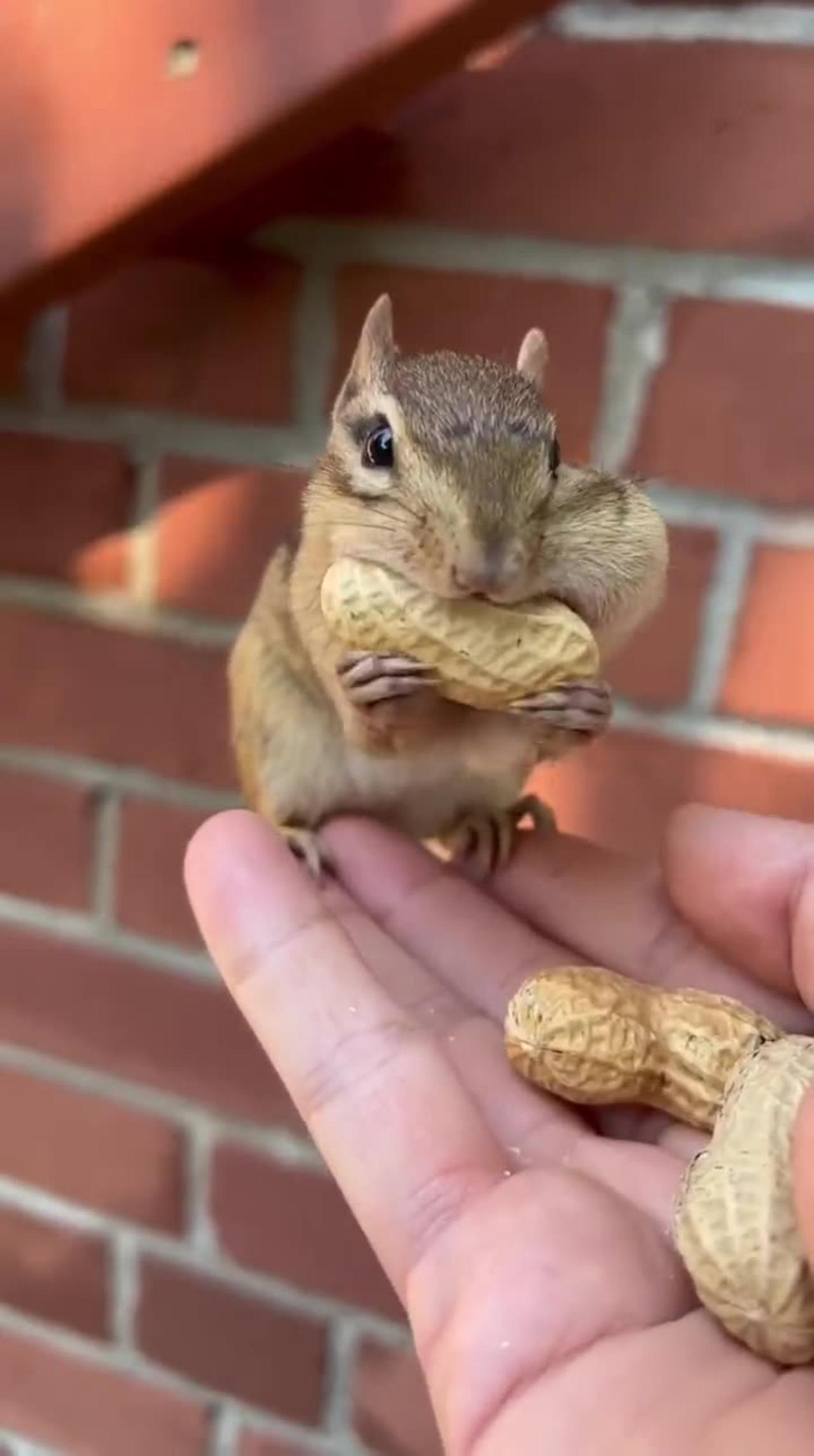 Cute squirrel eating a peanut