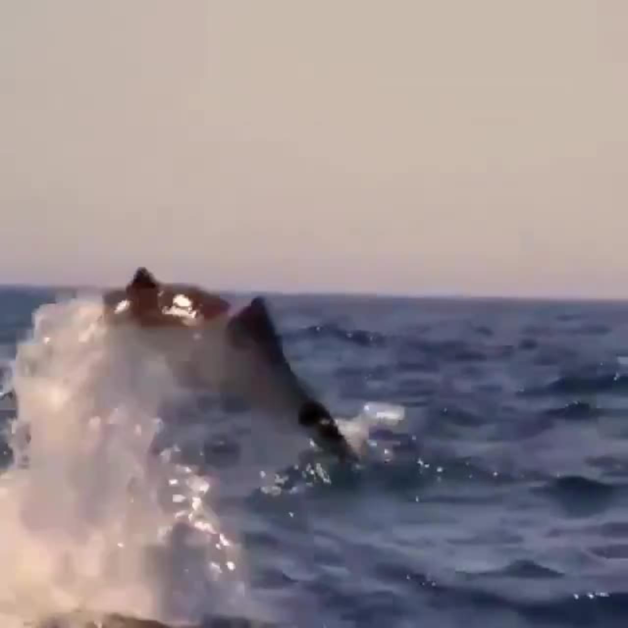 Stingray Bellyflop in Slow Mo