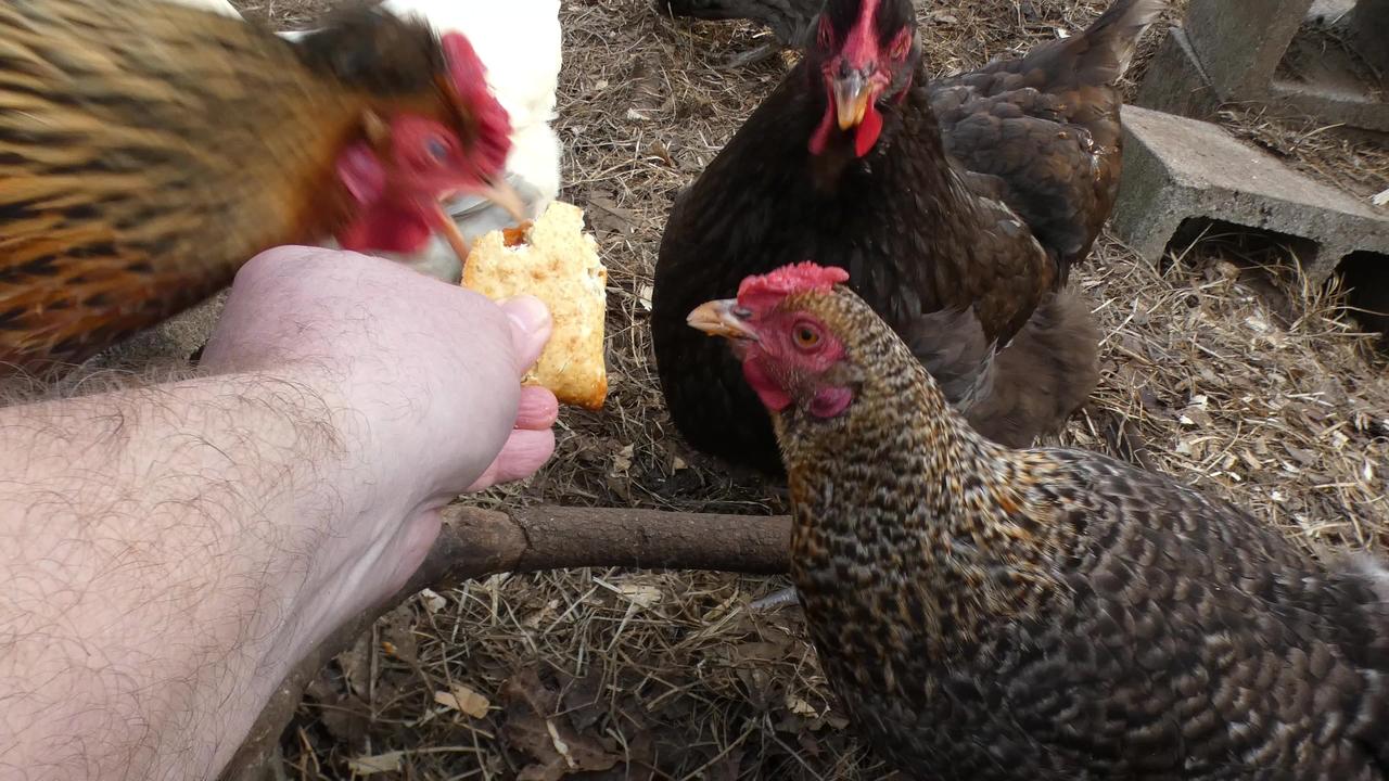 Pepperoni and Cheese Filled Sandwiches...utterly ended by chickens.