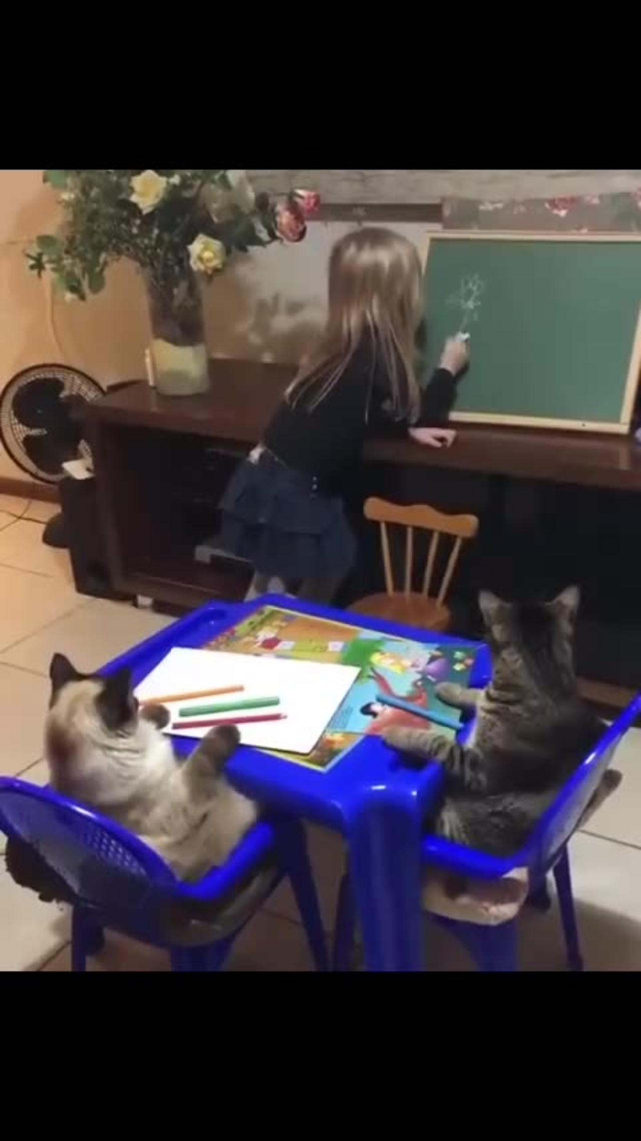 A cute girl is teaching her loveable cute cats.