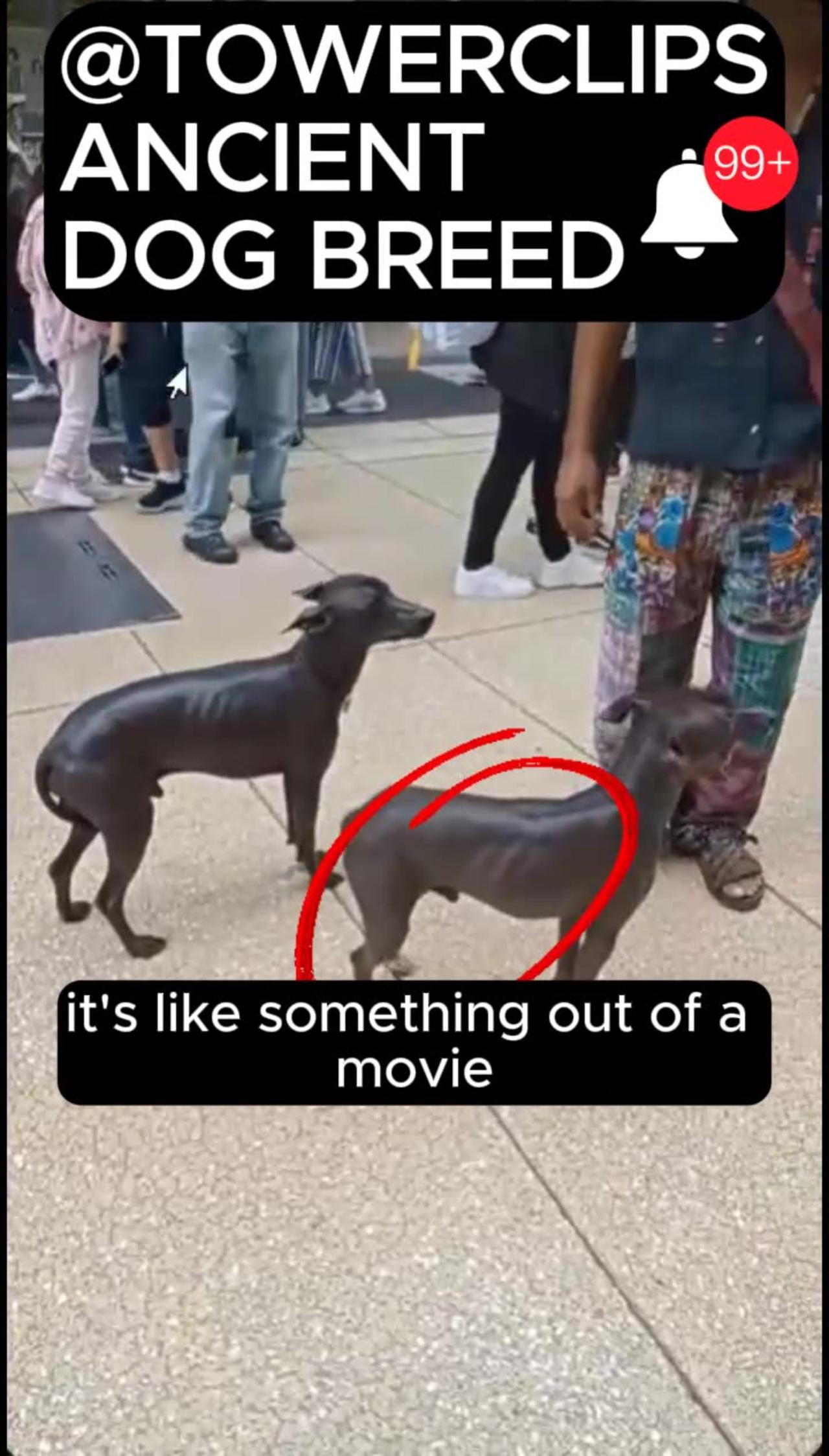 UNKNOWN DOG BREED SPOTTED!!! NEVER SEEN BEFORE!!! WATCH NOW!!!