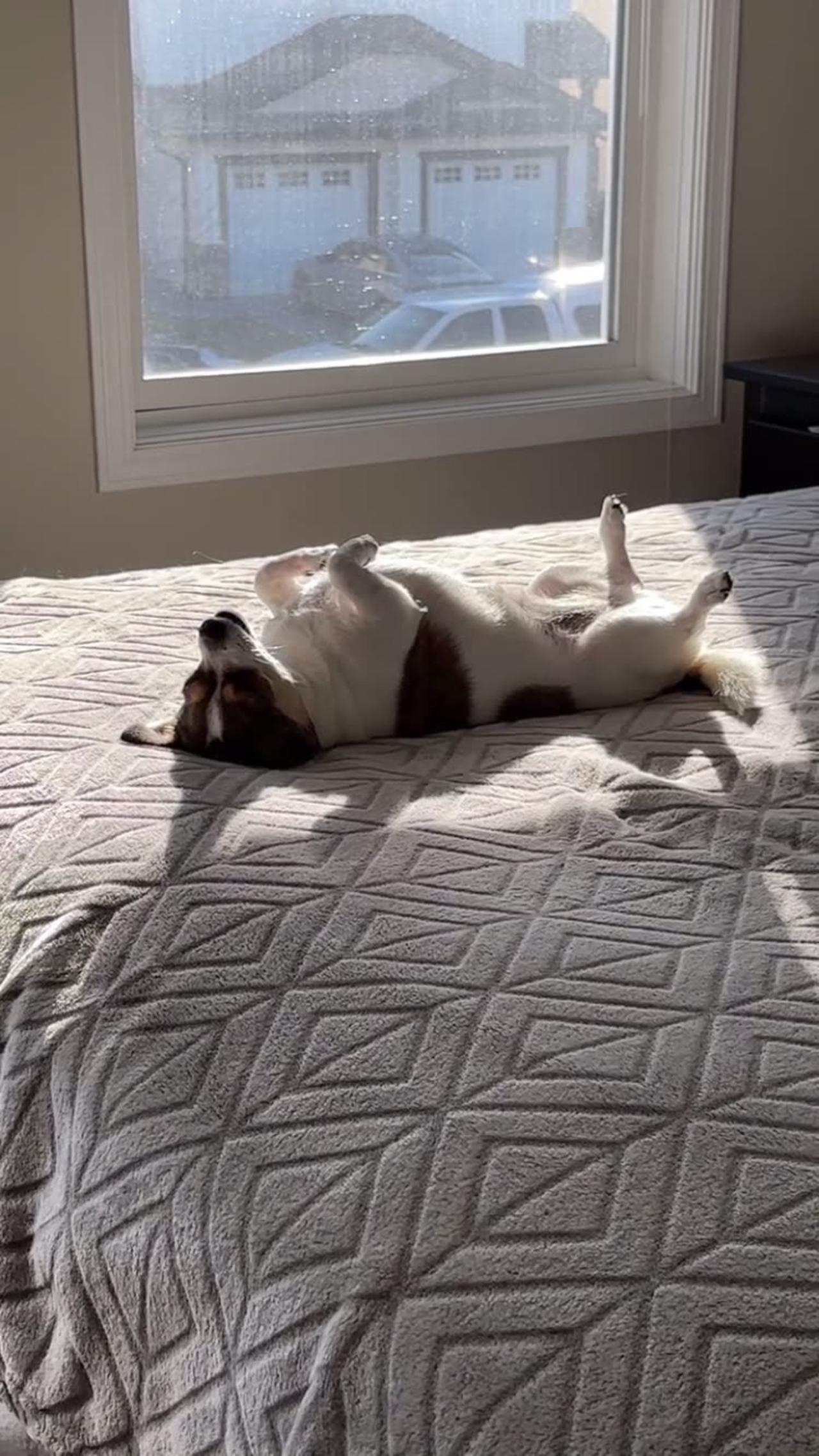 Dog utterly relaxed as it sunbathes on owner's bed