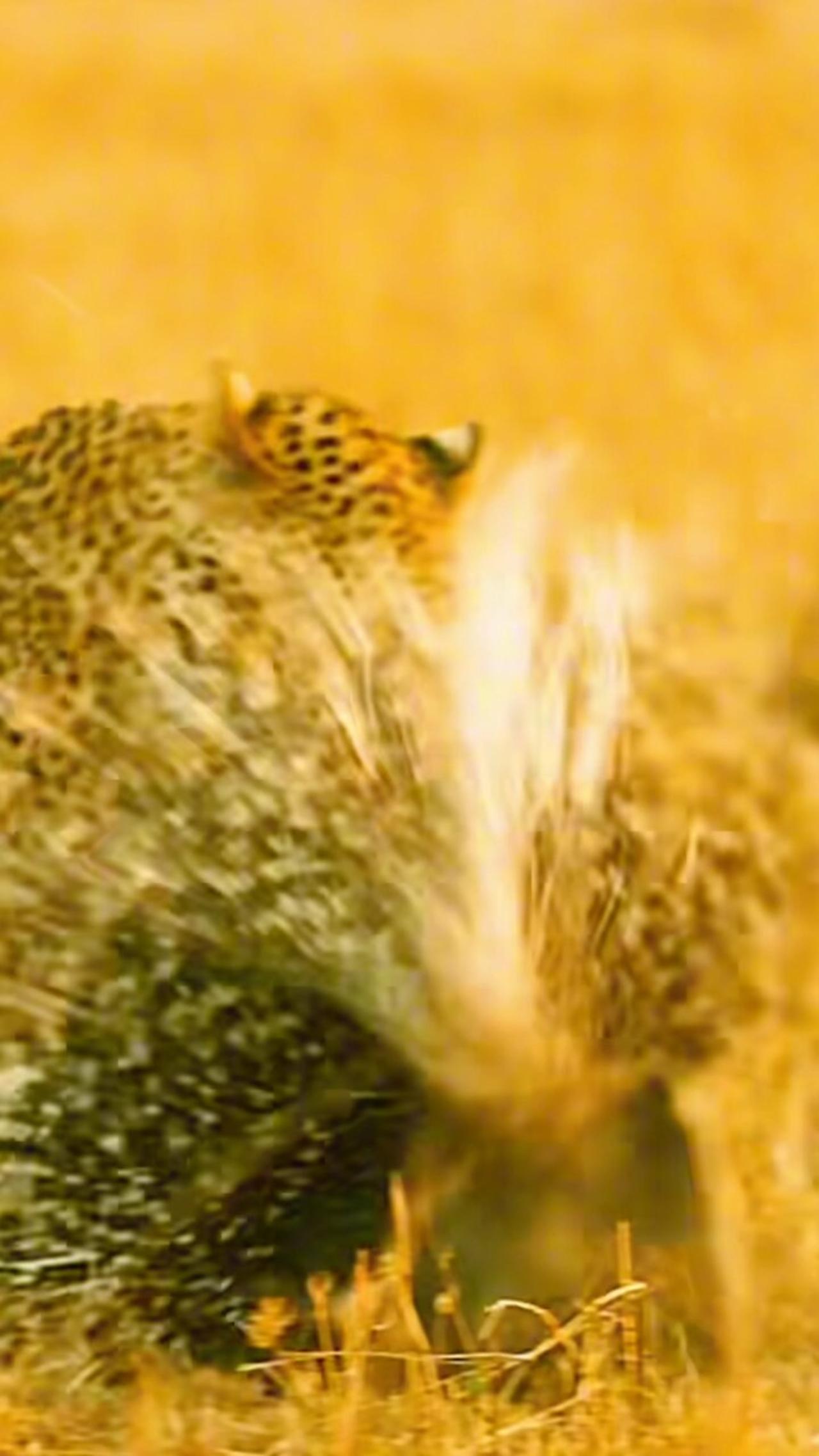 Leopard Vs Porcupine #wild #wildanimals #wildlife #leopard