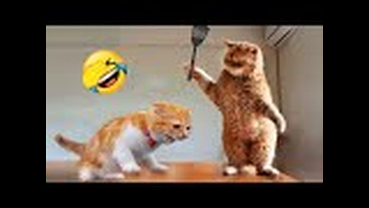 Funniest Animals 2023 😂 New Funny Cats and Dogs Videos