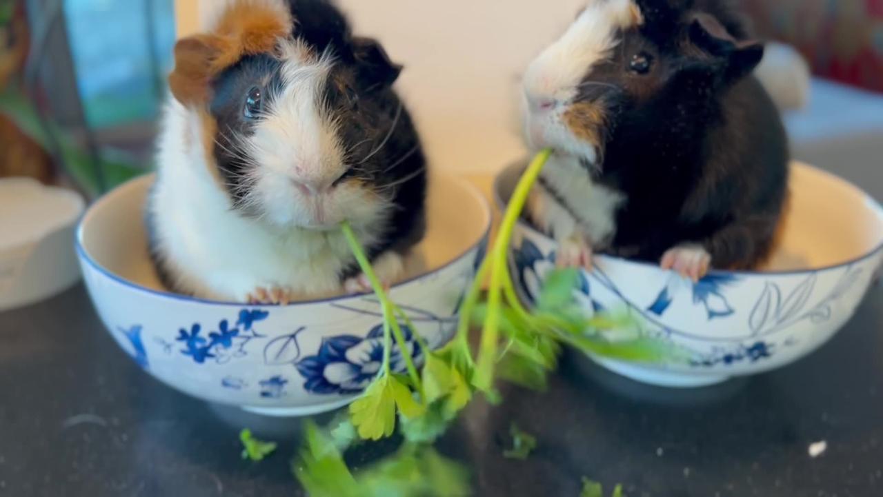 Milo vs Wilbur Guinea Pig Parsley Eating Content