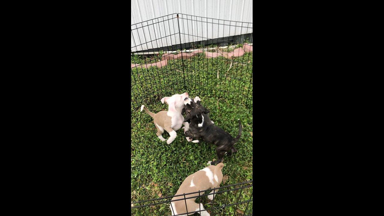 Puppies for sale in Miami