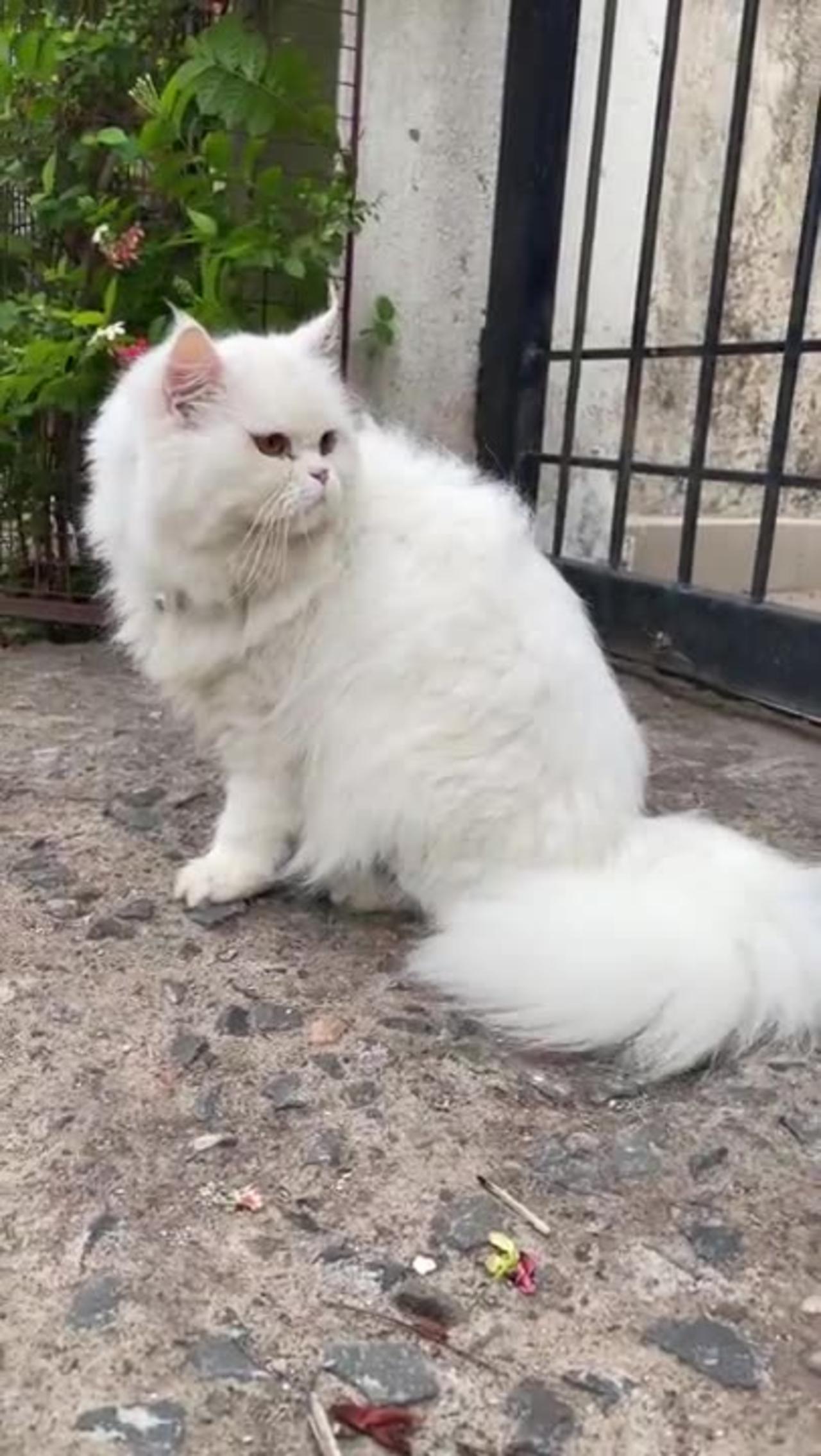Extremely beautiful cute white fluffy persian cat playing in the rain -- Cat play run funny #shorts