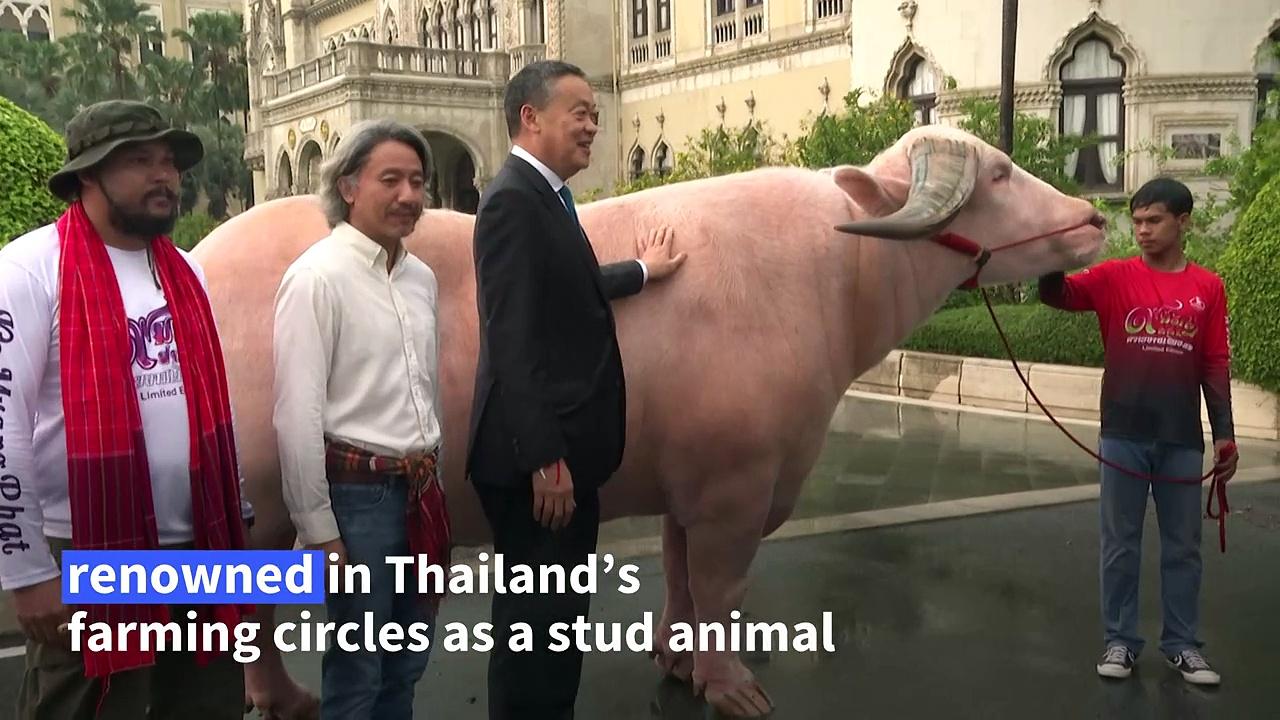 Thai PM meets $500,000 giant albino buffalo