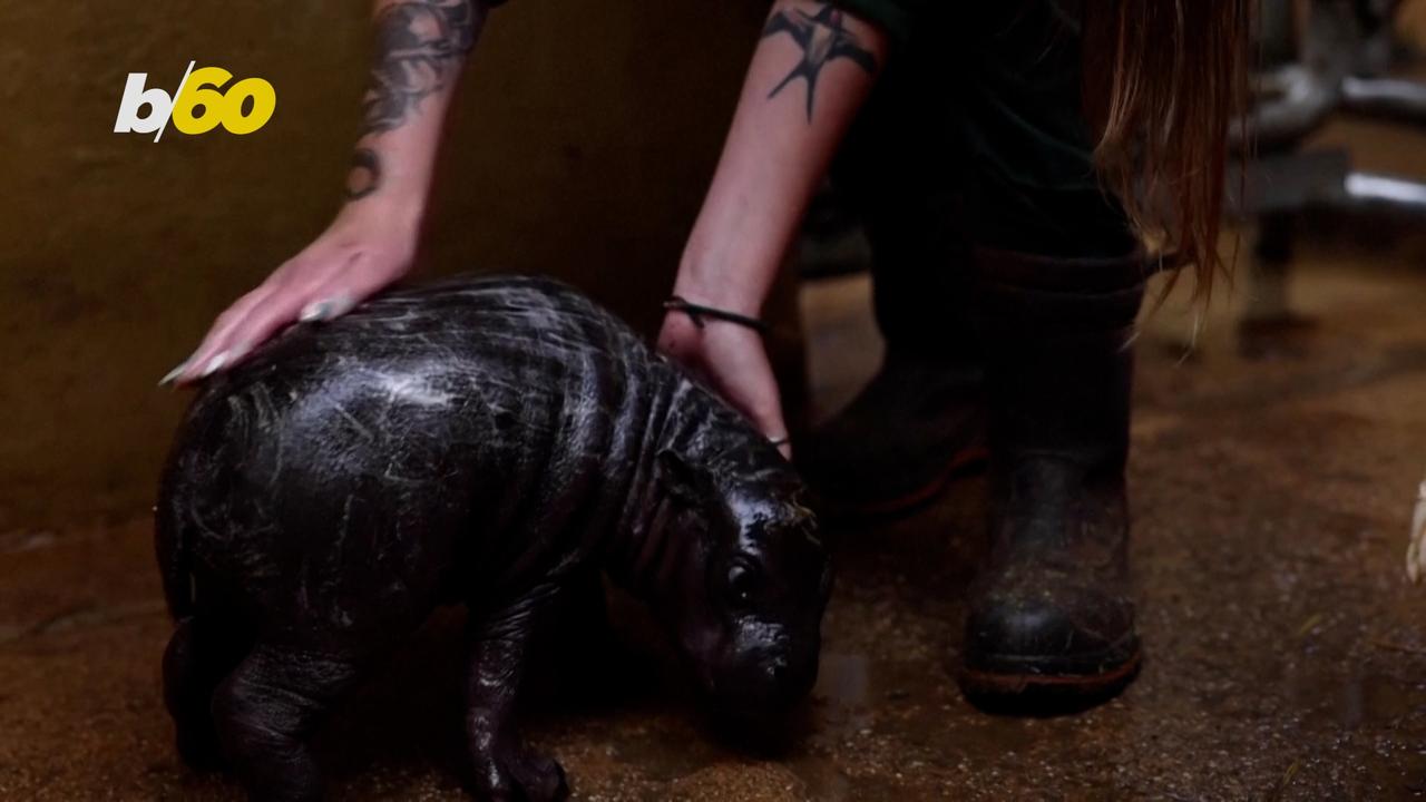 Rare Pygmy Hippo Birth Celebrated in Greece