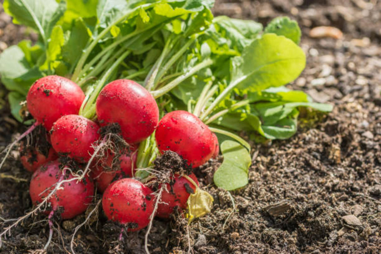 5 Easiest Vegetables to Grow at Home
