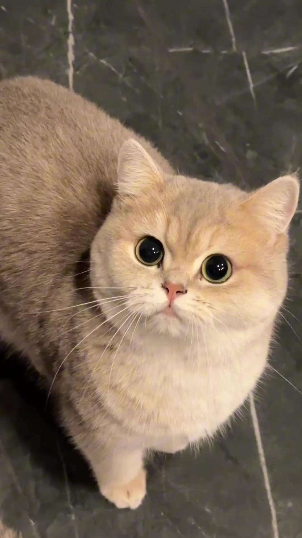 Anyone else obsessed with watching those cute little kittens meow? It's just too precious！🥰