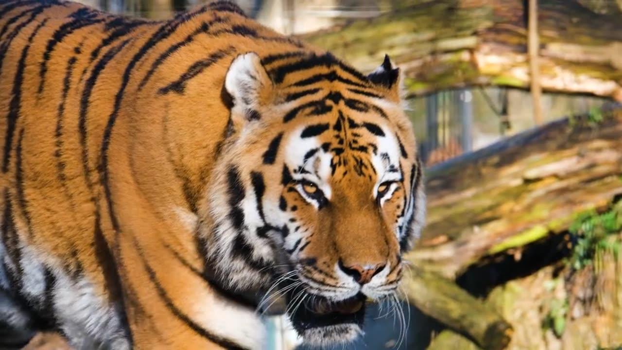 Bengal Tiger- The King