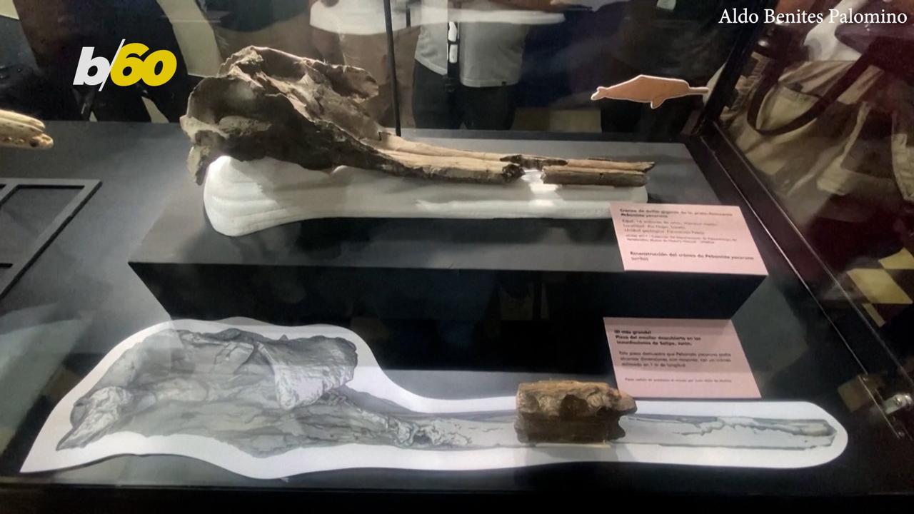 Ancient Dolphin Skull Discovered in Amazon River
